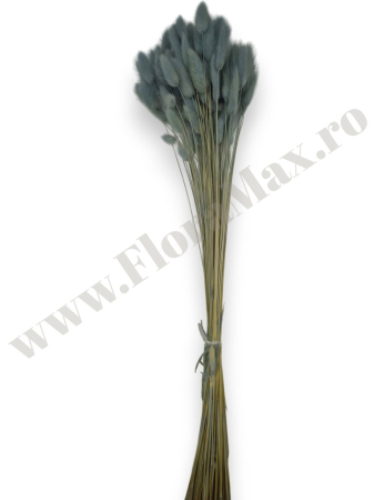 lagurus-50-grame-calitate-premium-buchete-mireasa-flori-uscate-criogenate [1]