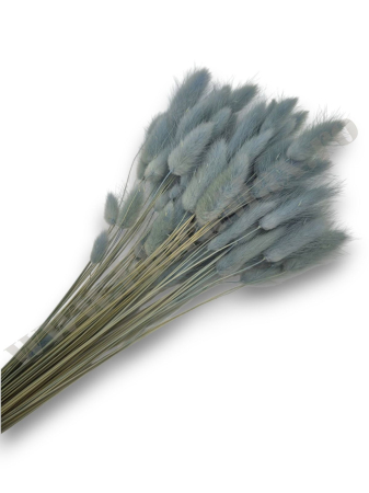 Lagurus - lagurus-50-grame-calitate-premium-buchete-mireasa-flori-uscate-criogenate