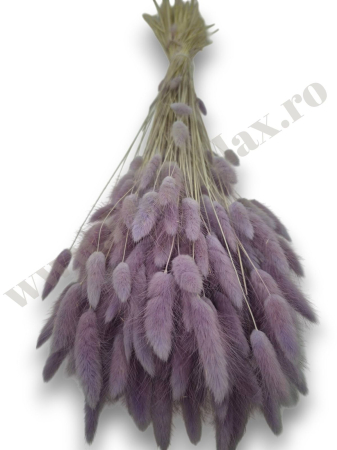 Lagurus uscat - Flori decorative naturale [1]