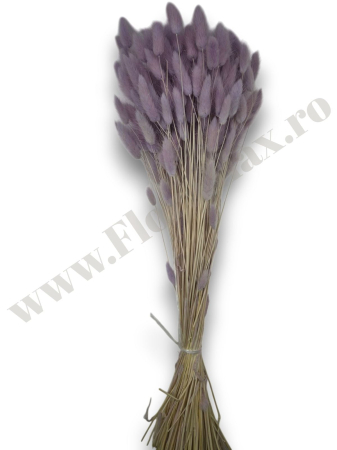 Lagurus uscat - Flori decorative naturale [2]