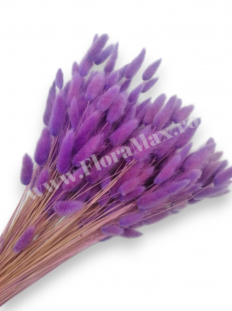 Lagurus - Lagurus uscat - Flori decorative naturale