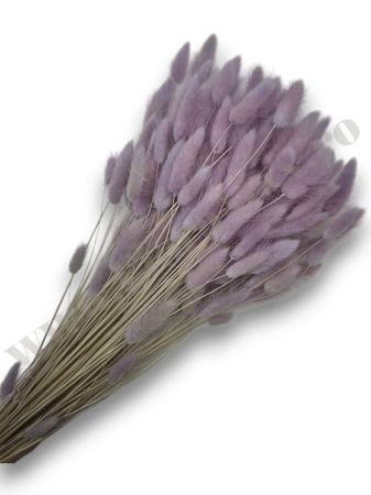 Lagurus uscat - Flori decorative naturale