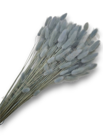 Lagurus - Lagurus uscat - Flori decorative naturale