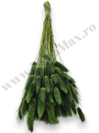 lagurus-50-grame-calitate-premium-buchete-mireasa-flori-uscate-criogenate [2]