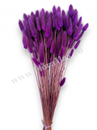 Lagurus uscat - Flori decorative naturale [1]