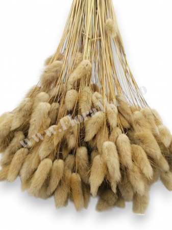 Lagurus uscat - Flori decorative naturale [2]