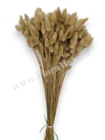 Lagurus uscat - Flori decorative naturale [1]