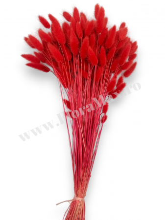Lagurus uscat - Flori decorative naturale [1]