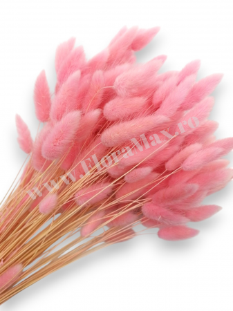Lagurus - Lagurus uscat - Flori decorative naturale