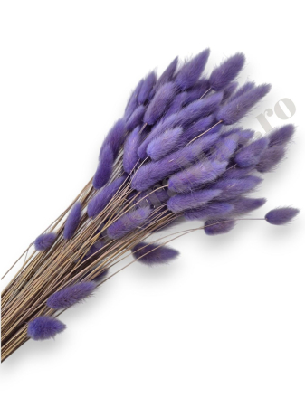 Lagurus - lagurus-50-grame-calitate-premium-buchete-mireasa-flori-uscate-criogenate