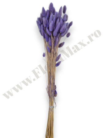 lagurus-50-grame-calitate-premium-buchete-mireasa-flori-uscate-criogenate [1]