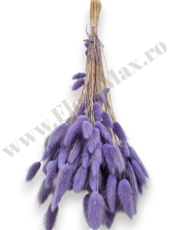 lagurus-50-grame-calitate-premium-buchete-mireasa-flori-uscate-criogenate [2]