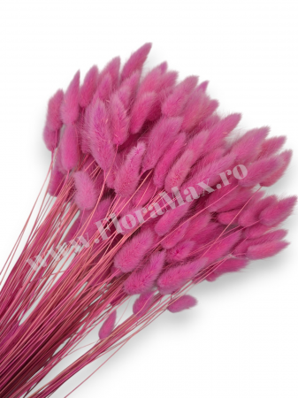 Lagurus - Lagurus uscat - Flori decorative naturale