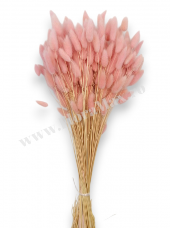 Lagurus uscat - Flori decorative naturale [1]