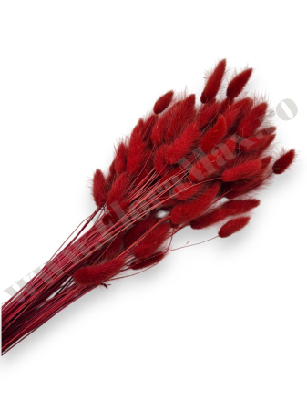 Lagurus - lagurus-50-grame-calitate-premium-buchete-mireasa-flori-uscate-criogenate