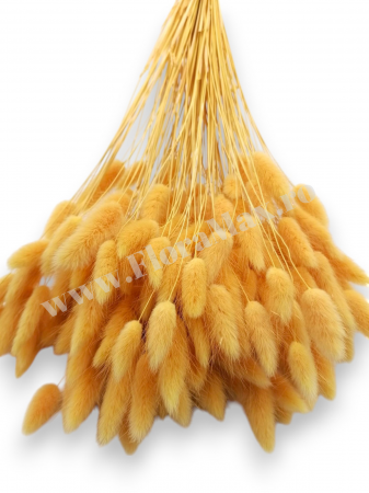 Lagurus uscat - Flori decorative naturale [2]