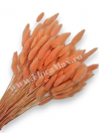 Lagurus - Lagurus uscat - Flori decorative naturale