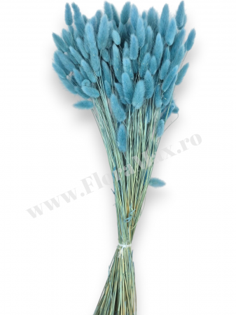 Lagurus uscat - Flori decorative naturale [1]