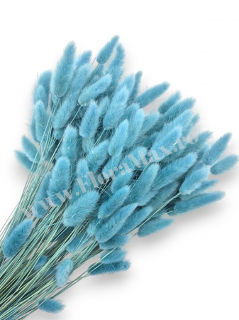 Lagurus - Lagurus uscat - Flori decorative naturale