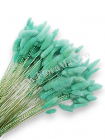 Lagurus - Lagurus uscat - Flori decorative naturale