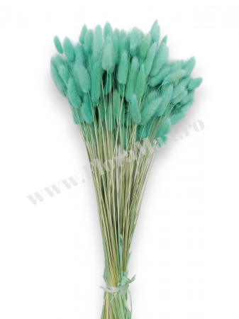 Lagurus uscat - Flori decorative naturale [1]