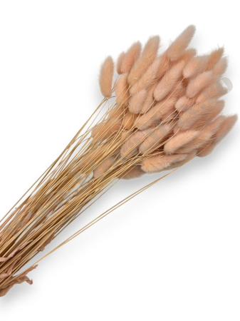 Lagurus - lagurus-50-grame-calitate-premium-buchete-mireasa-flori-uscate-criogenate