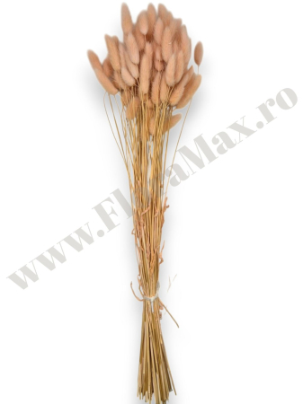 lagurus-50-grame-calitate-premium-buchete-mireasa-flori-uscate-criogenate [2]