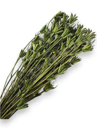 Nigella - Nigella Orientalis VERDE 100 grame