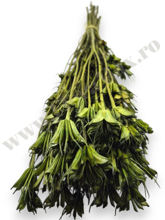 Nigella Orientalis VERDE 100 grame [2]