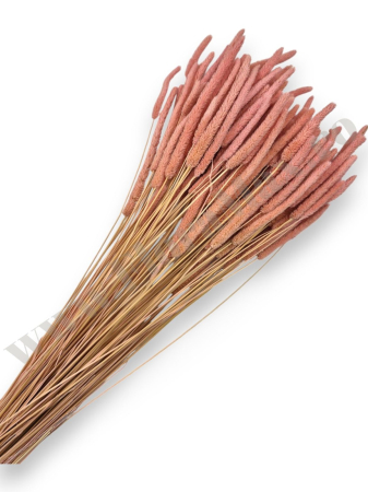 Diverse Flori Uscate - phleum-100g-calitate-premium-flori-uscate-ieftine.jpg