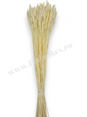 Phleum flori uscate naturale – buchet pufos pentru decor rustic si aranjamente florale [2]