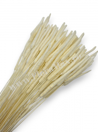 Phleum - Phleum flori uscate naturale – buchet pufos pentru decor rustic si aranjamente florale