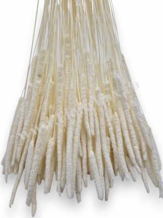 Phleum flori uscate naturale – buchet pufos pentru decor rustic si aranjamente florale [1]