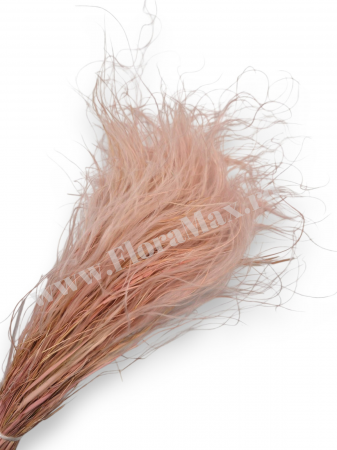Stipa - Stipa Flori Uscate Naturale