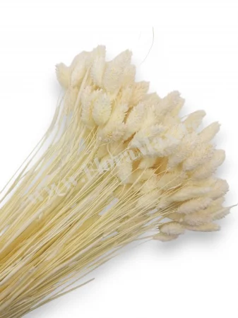 Produse - Talaris Uscat – Flori Decorative pentru Aranjamente Florale, Nunti si Botezuri