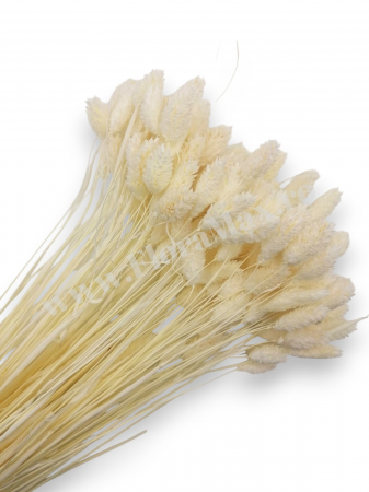 Produse - Talaris Uscat – Flori Decorative pentru Aranjamente Florale, Nunti si Botezuri