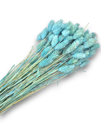 Produse-NOUTATI - Talaris Uscat – Flori Decorative pentru Aranjamente Florale, Nunti si Botezuri