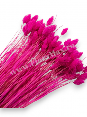 Talaris - Talaris Uscat – Flori Decorative pentru Aranjamente Florale, Nunti si Botezuri