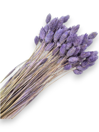 Talaris - Talaris Uscat – Flori Decorative pentru Aranjamente Florale, Nunti si Botezuri