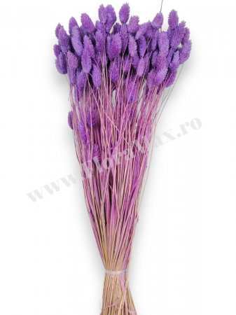 Talaris Uscat – Flori Decorative pentru Aranjamente Florale, Nunti si Botezuri [2]