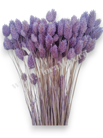 Talaris Uscat – Flori Decorative pentru Aranjamente Florale, Nunti si Botezuri [1]