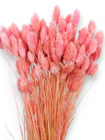 Talaris Uscat – Flori Decorative pentru Aranjamente Florale, Nunti si Botezuri [1]