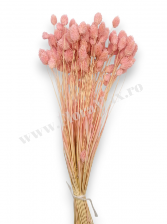 Talaris Uscat – Flori Decorative pentru Aranjamente Florale, Nunti si Botezuri [2]