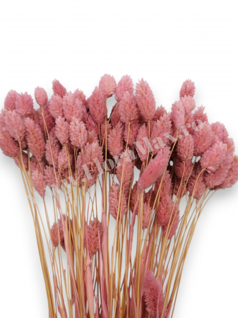 Talaris Uscat – Flori Decorative pentru Aranjamente Florale, Nunti si Botezuri [1]