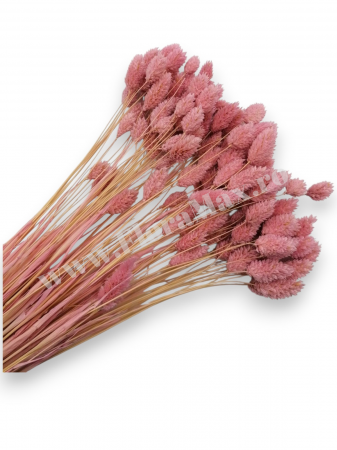 Talaris - Talaris Uscat – Flori Decorative pentru Aranjamente Florale, Nunti si Botezuri