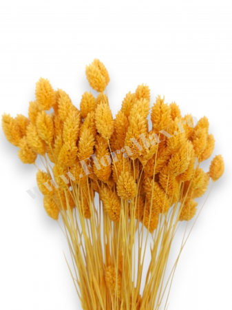 Talaris Uscat – Flori Decorative pentru Aranjamente Florale, Nunti si Botezuri [1]