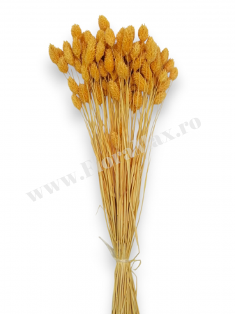 Talaris Uscat – Flori Decorative pentru Aranjamente Florale, Nunti si Botezuri [2]