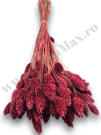 Talaris Uscat – Flori Decorative pentru Aranjamente Florale, Nunti si Botezuri [2]