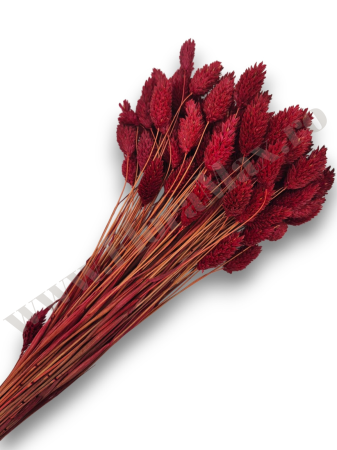 Produse-NOUTATI - Talaris Uscat – Flori Decorative pentru Aranjamente Florale, Nunti si Botezuri