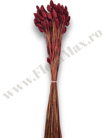 Talaris Uscat – Flori Decorative pentru Aranjamente Florale, Nunti si Botezuri [1]